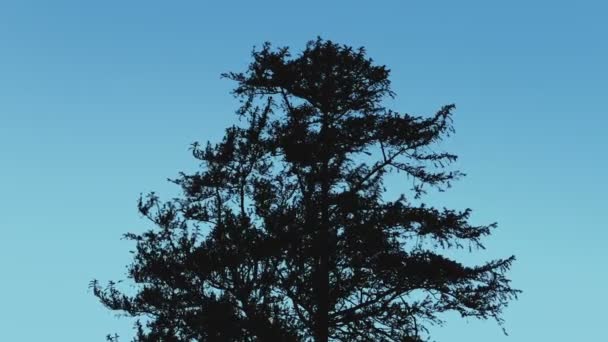 Boom silhouet tegen blauwe hemel — Stockvideo