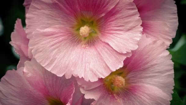 Large Pink Flowers In Breeze Closeup — Stock Video