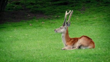 otların arasında dinlenme geyik