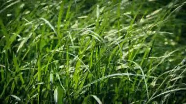 Yabani otlar rüzgarda closeup