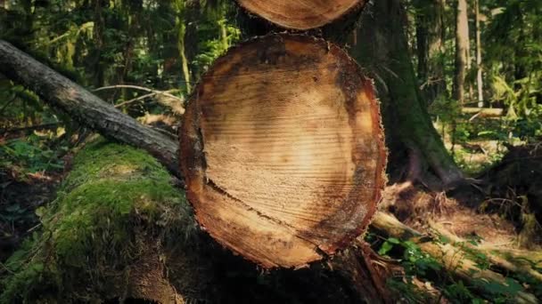 Movendo-se em torno de corte log na floresta — Vídeo de Stock