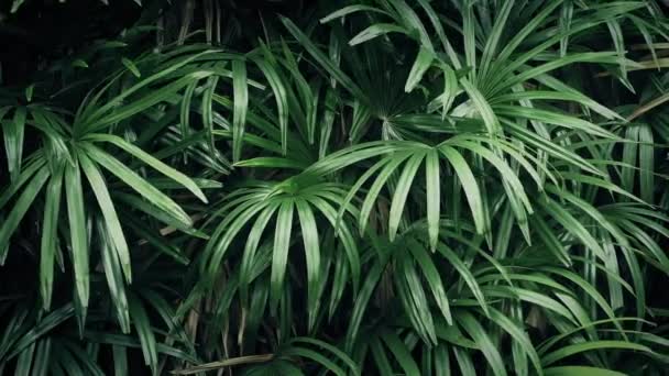 Jungle planten In zachte bries — Stockvideo