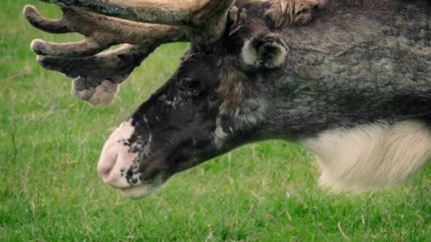 Pâturage de rennes dans la prairie 