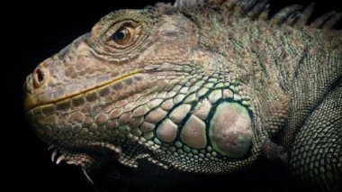 Dramatik kertenkele closeup arıyorsunuz