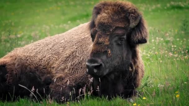 Bison Resting In Wild Meadow — Stock Video