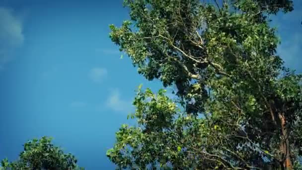 Árvore de eucalipto no vento — Vídeo de Stock