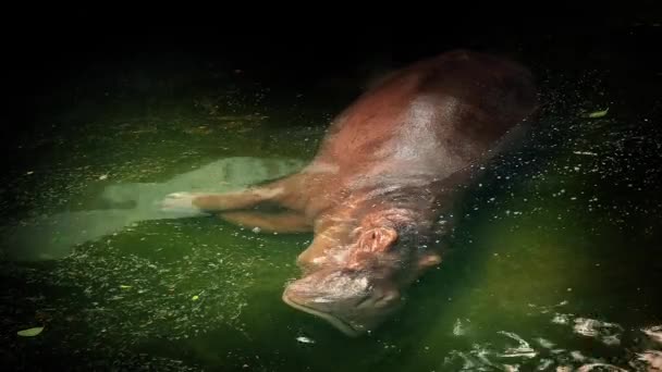 Víz alatti pihenő víziló — Stock videók