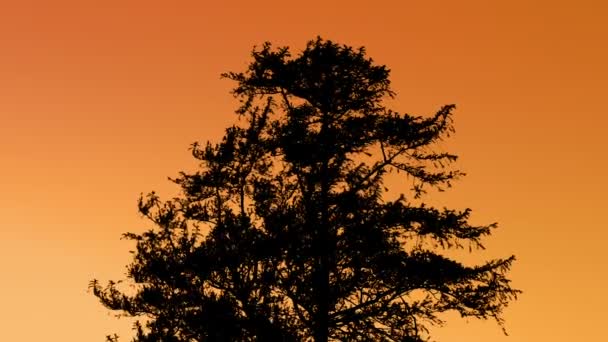 Силует дерева на фоні заходу сонця — стокове відео