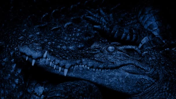 Крокодил рядом с матерью ночью — стоковое видео
