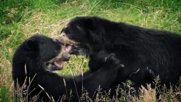 Niedźwiedzie grać walki w dzikie łąki — Wideo stockowe