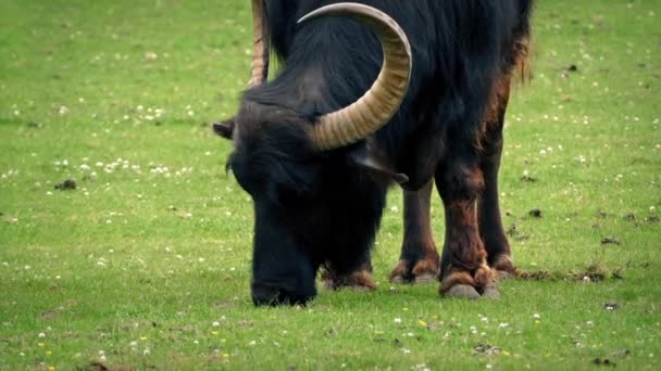 Vattenbuffel bete — Stockvideo