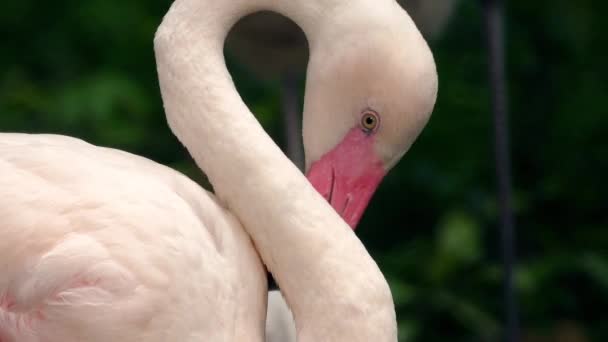 Flamingo Preening Bendy hrdlem — Stock video
