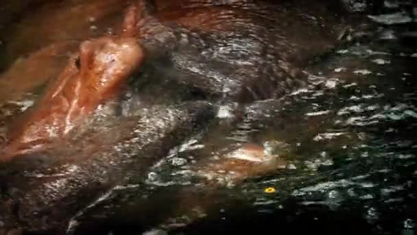 Flodhäst huvud doppar i vatten — Stockvideo