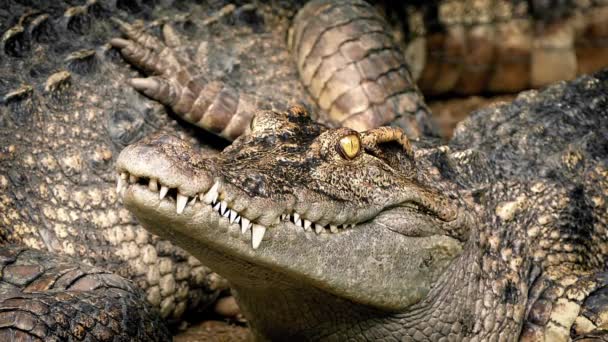 Baby-Krokodil neben Mutter — Stockvideo