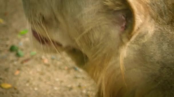 Triste cara de león primer plano - Abuso de animales — Vídeos de Stock