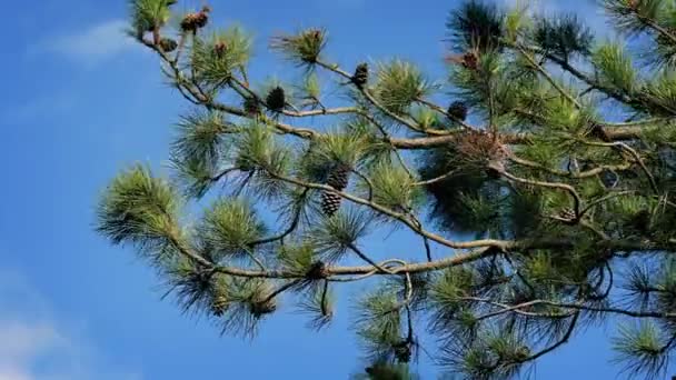Branches de pin le jour d'été venteux 