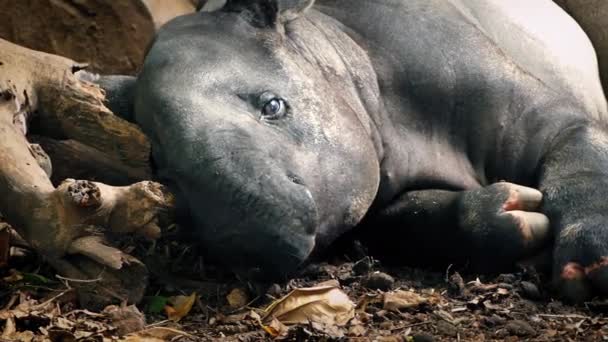 Тапир отдыхает в джунглях — стоковое видео