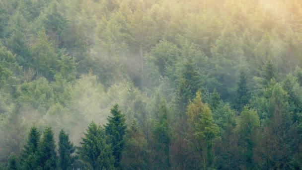 Zonsondergang bos met Mist zich in bewegen — Stockvideo