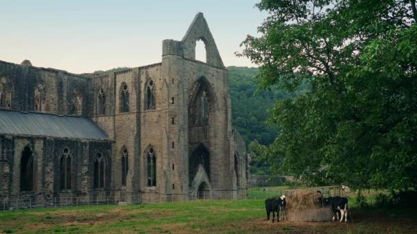 Ruines de l'abbaye avec pâturage des vaches à proximité — Video
