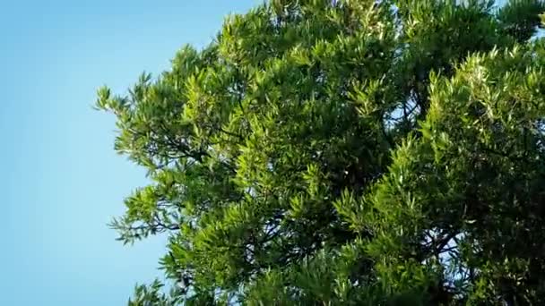 Branches d'arbres soufflant dans le vent fort — Video