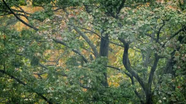 Drzewa w intensywnych opadów deszczu — Wideo stockowe