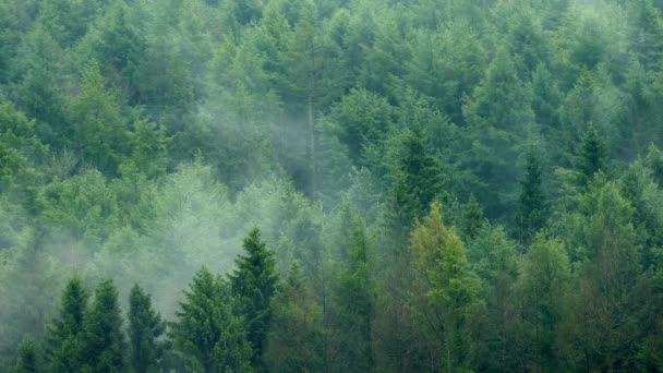 Mlha pomalu roste v lese — Stock video