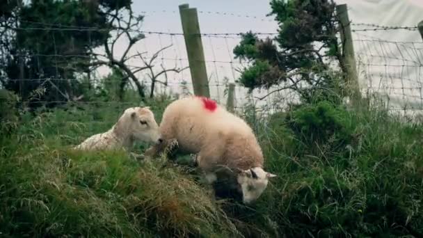 Αγωνίζομαι πρόβατα υπό φράχτη στο πεδίο — Αρχείο Βίντεο