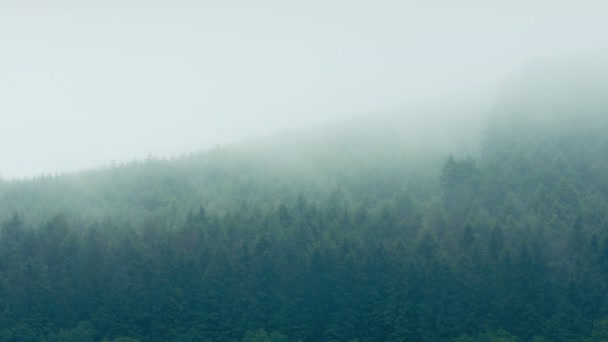 Niebla se mueve sobre el bosque de montaña — Vídeo de stock