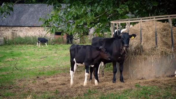 Kühe fressen am Futterhäuschen auf dem Hof — Stockvideo