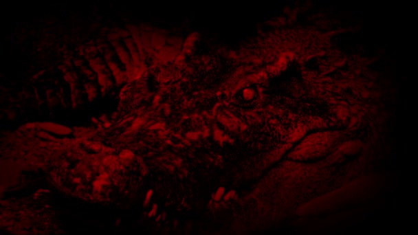 Кровавый красный крокодил открывает рот — стоковое видео