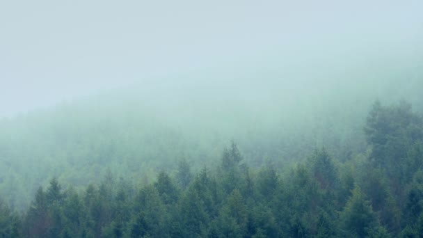 Köd halad át a hegyoldal, fák — Stock videók