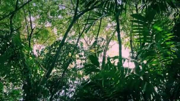 Przenoszenie przez Rainforest rano — Wideo stockowe