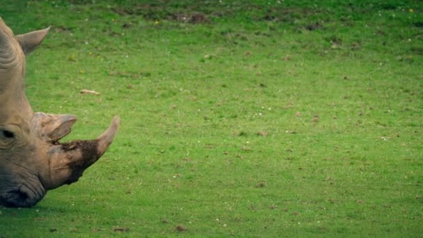 Nashorn läuft an Weide vorbei — Stockvideo