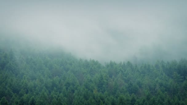 Bosque brumoso paisaje Timelapse — Vídeo de stock