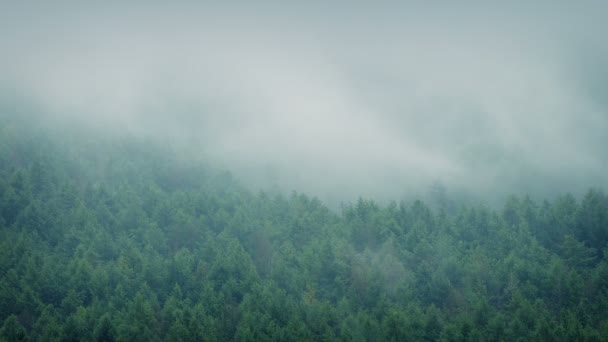 Drammatico paesaggio della foresta nebbiosa — Video Stock