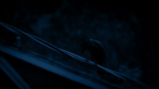 Птах на дроті під сильним дощем вночі — стокове відео