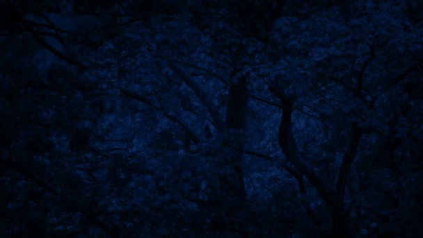 Träd i regn på natten — Stockvideo