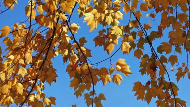 Gelbe Blätter am blauen Himmel — Stockvideo