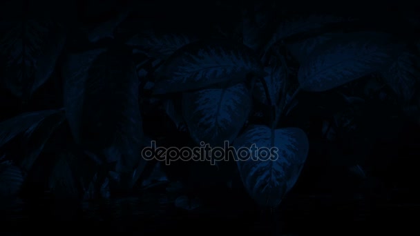 Plantas de la selva por el río en la noche — Vídeos de Stock