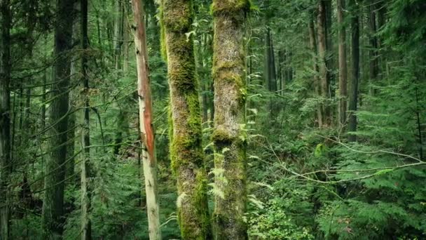 過去のコケに覆われた森の木に移動 — ストック動画
