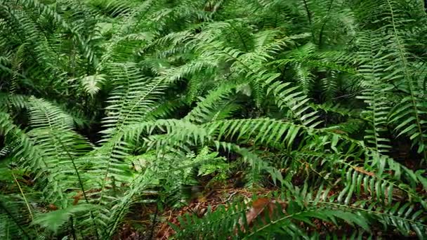 Gęsty las Ferns — Wideo stockowe