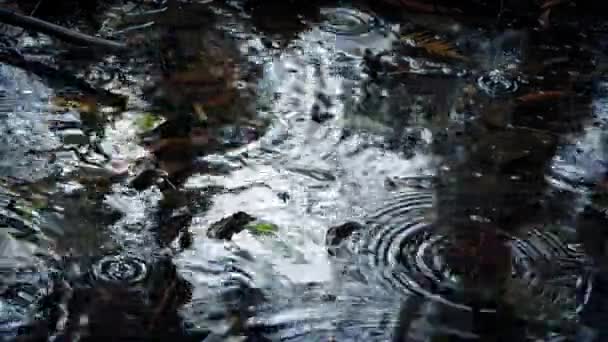 Gotas de chuva na piscina na floresta — Vídeo de Stock