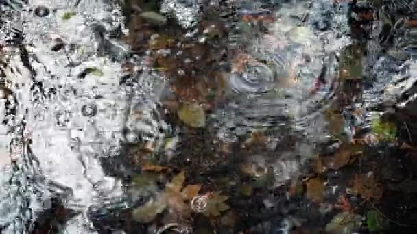Gotas de lluvia en la piscina en el bosque — Vídeos de Stock
