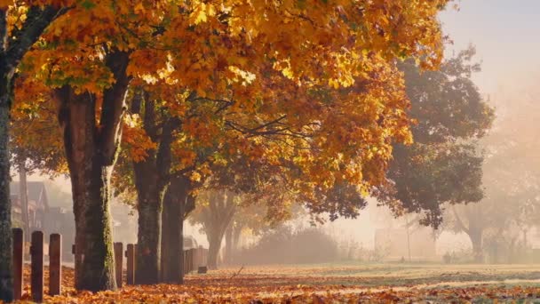 Mooie herfst bomen met vallende bladeren — Stockvideo