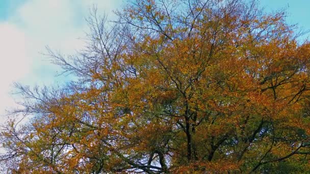 Árbol con hojas amarillas en el otoño — Vídeos de Stock