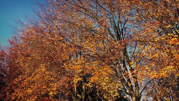 Moving Past Fall Trees In The Sun — Stock Video