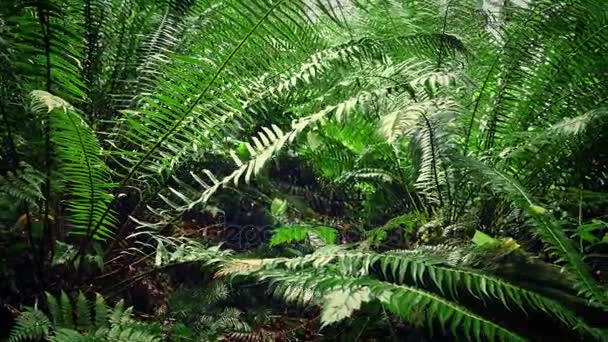 Se déplacer sous les fougères dans la forêt 
