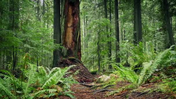 Spostamento passato grande tronco d'albero nella foresta — Video Stock