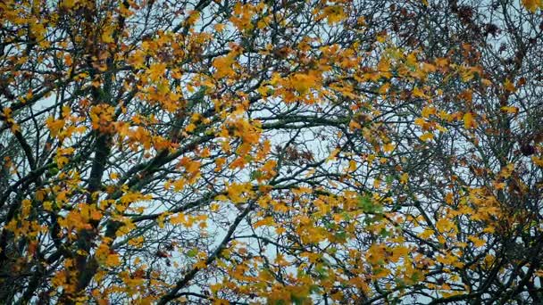 Жовті листя на дереві восени — стокове відео
