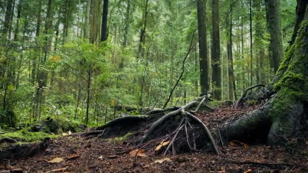 Μετακίνηση παρελθόν μεγάλο δέντρο ρίζες στο δάσος — Αρχείο Βίντεο